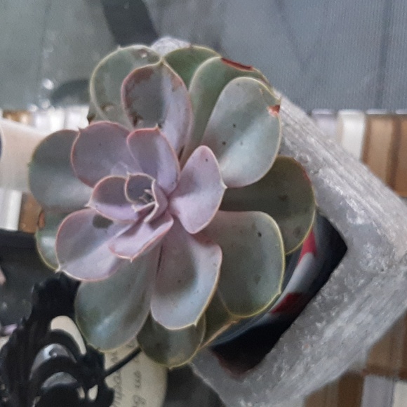 COPY - Adidas by stella mccartney - Picture 1 of 2